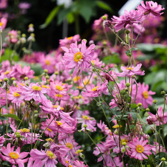 gorgeous fall cut flower garden perennial anemone
