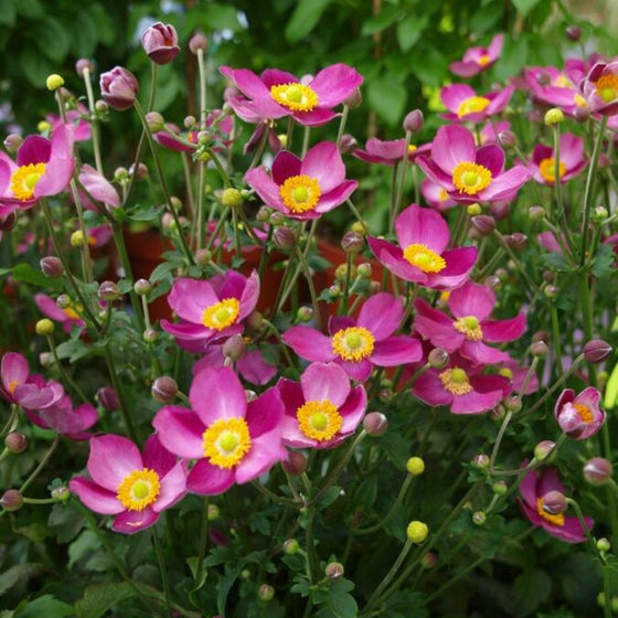 magenta anemone pretty lady susan fall blooms