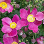 pretty lady susan anemone for sale online