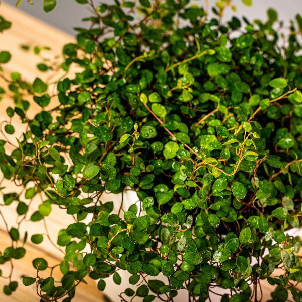 angel vine hanging plant Angel Vine