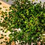 view of angel vine in a white pot with tons of leaves