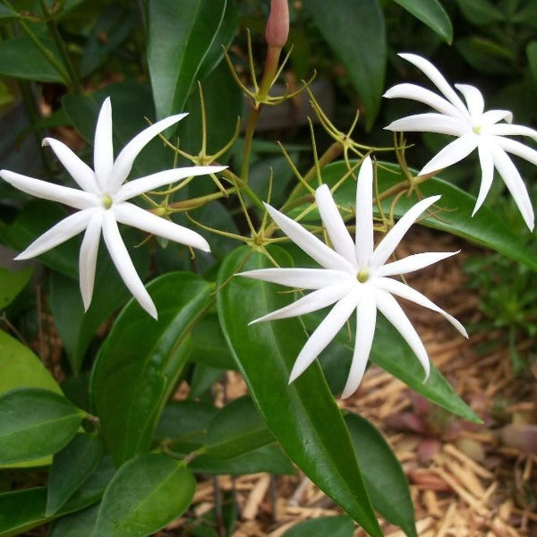 Angel Wing Jasmine nitidum