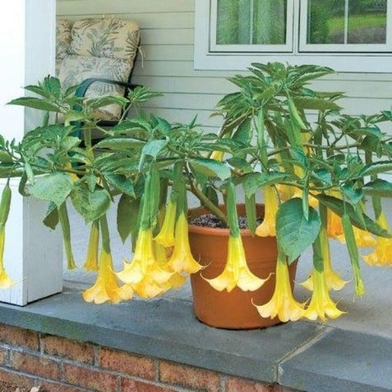 small angel trumpet plant in outside container with lots of yellow flowers