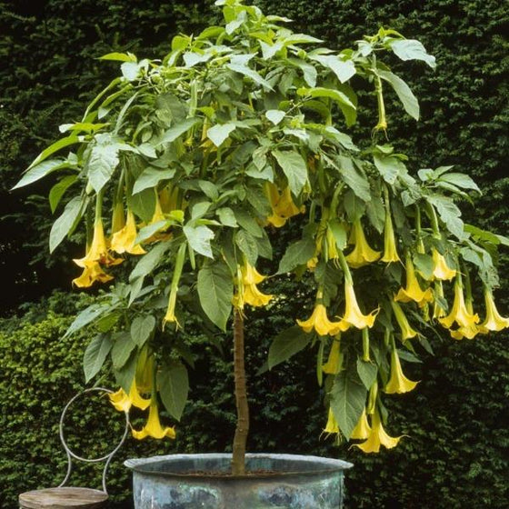 Brugmansia Angel Trumpet Tree with yellow fragrant flowers in container
