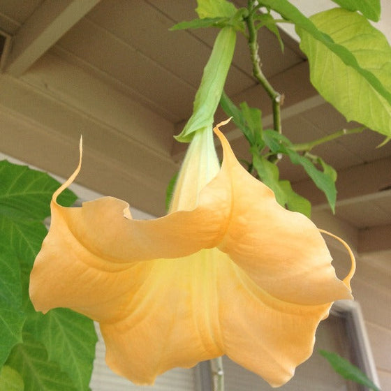 closeup of botton opening of yellow angel trumpet plant flower very fragrant bloom