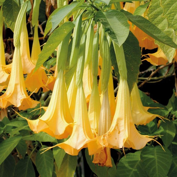 house plant with trumpet shaped flowers Angels Trumpet Plants for Sale | Brugmansia