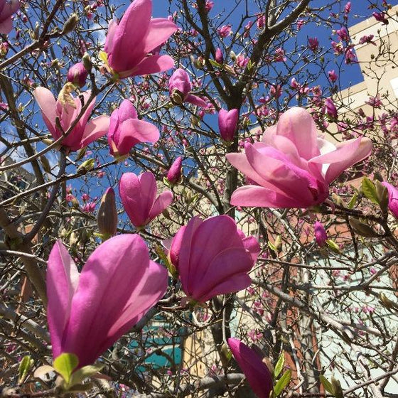 Magnolia Ann Tree pink Blossoms