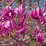 opened flower buds of Magnolia Ann