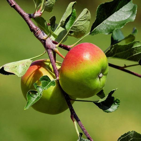 Anna Apples ready for Harvest