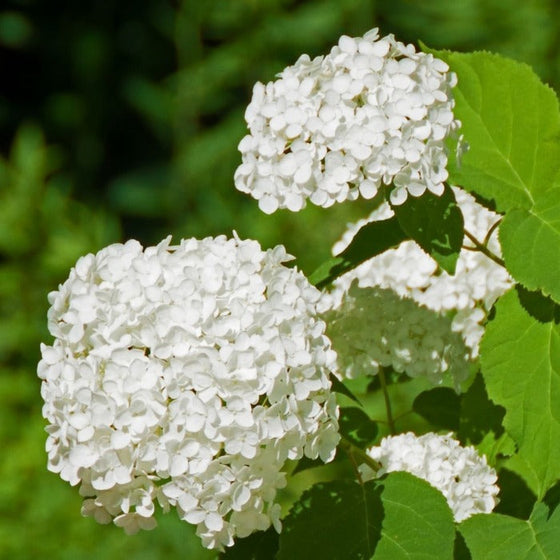 Annabelle Hydrangea Shrubs produce huge white flowers