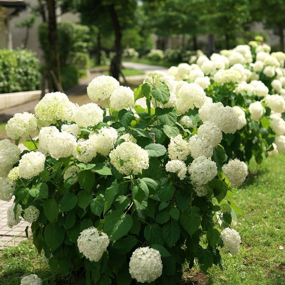Annabelle Hydrangea with white and light green flower blossoms