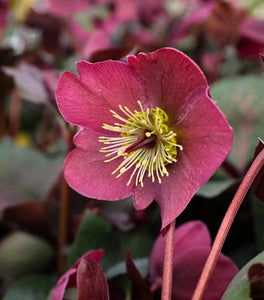 Helleborus ‘Anna’s Red’ (Anna’s Red Lenten Rose)