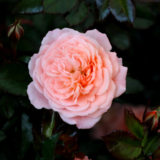 close up of Apricot Drift Rose Bush flower