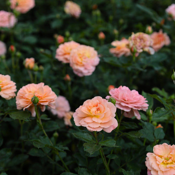 apricot drift roses in bloom