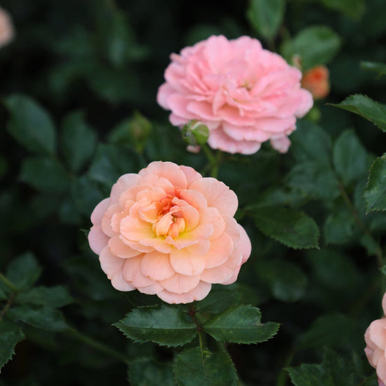 peachy colored rose bloom