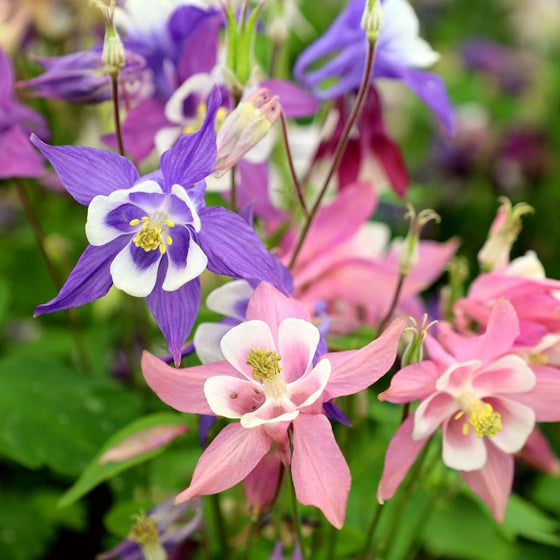 Aquilegia biedermeier flowers