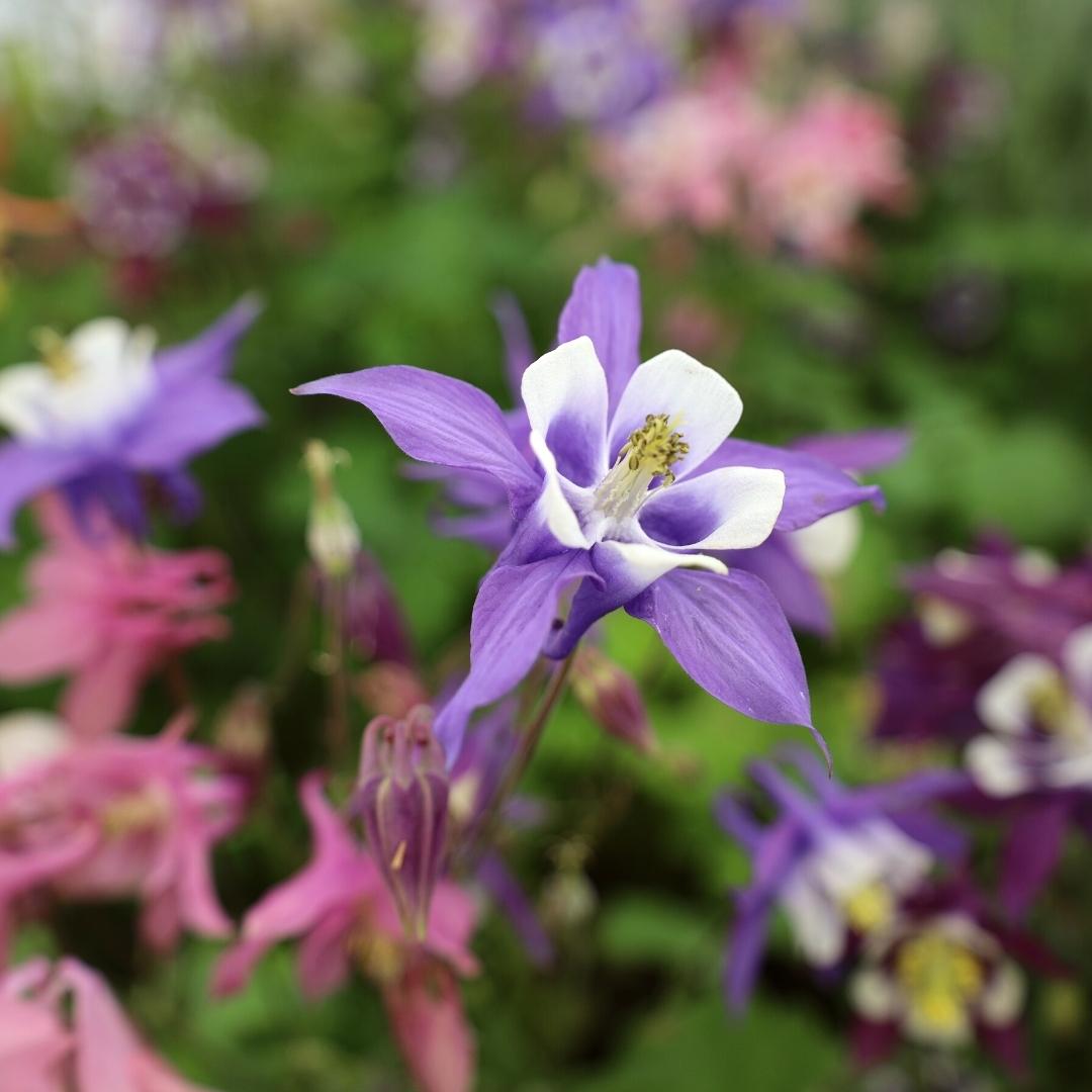 Buy Aquilegia Biedermeier Online | Garden Goods Direct