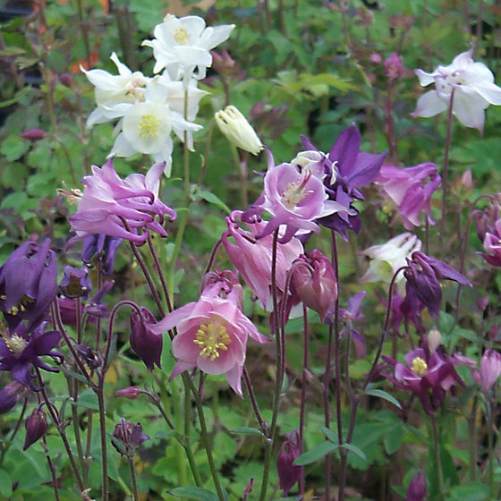 Mixed color columbine flowers biedermeier