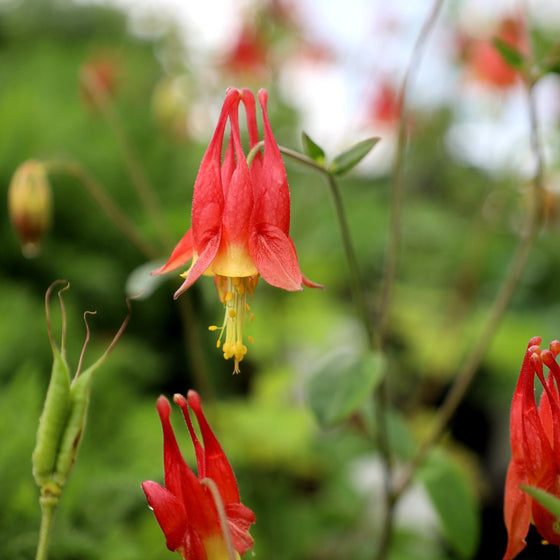 red and yellow spring blooming columbine