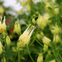 beautiful native wildflower