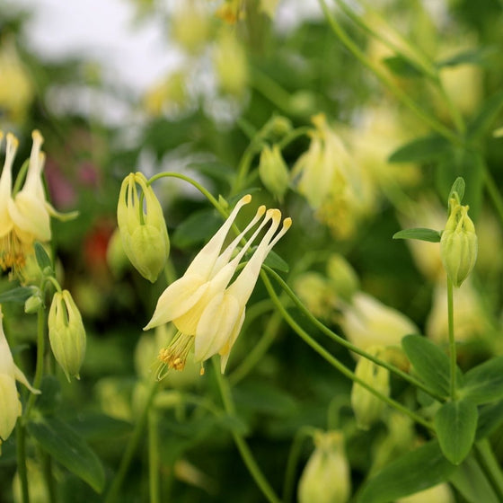 beautiful native wildflower