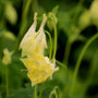 yellow native wildflower