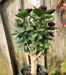 Aralia Fabian