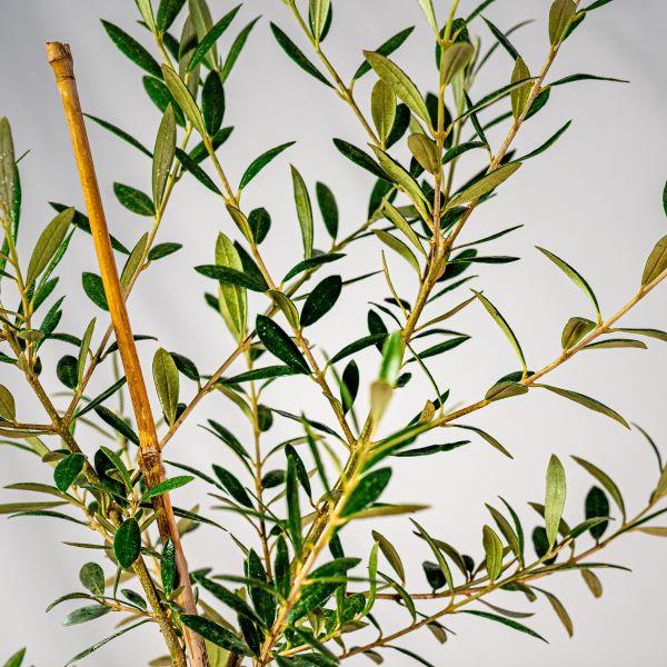 Olive Tree (Olea Europaea) Indoor Houseplant