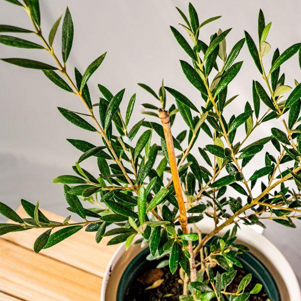 house plant olive tree Arbequina Olive Tree