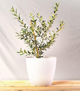 Arbequina Olive Tree