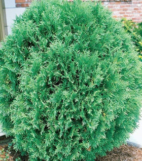 Arborvitae Tom Thumb
