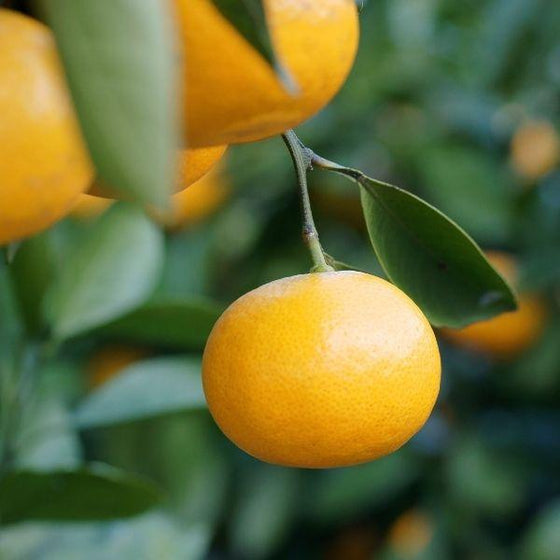 satsuma tangerine close up on a branch with green foliage and a blurred background