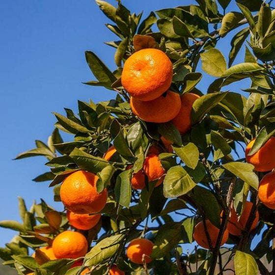 satsuma tangerine artic frost tree with tangerines and green foliage with blue sky
