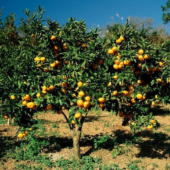 artic frost satsuma tree from a distance with many tangerines and green foliage
