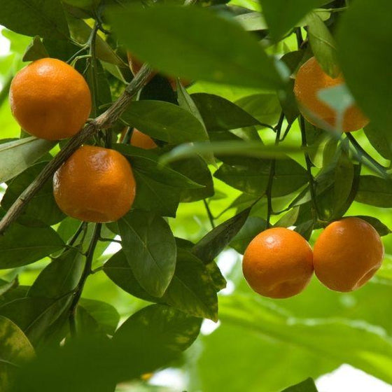 artic frost satsuma tangerine tree with orange mandarins on stems with green folaige