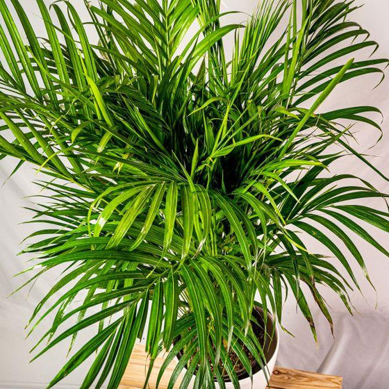 Close-up of the long green fronds from the areca palm houseplant