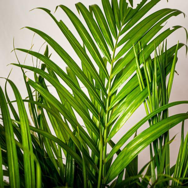 areca palm hged Buy Areca Palms Online - Golden Bamboo Palm
