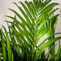 Close-up of the foliage of Areca Palm