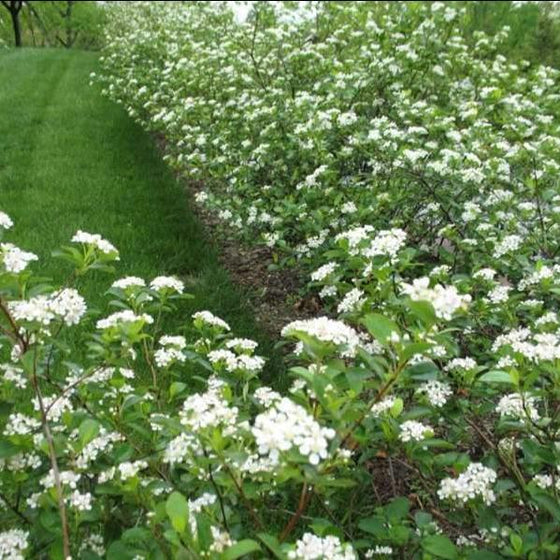 Aronia Autumn Magic Shrubs being used as a flowering hedge