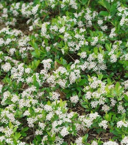 Aronia Ground Hog