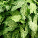 Close-up shot of the green and white heart-shaped leaves of the arrowhead plant.