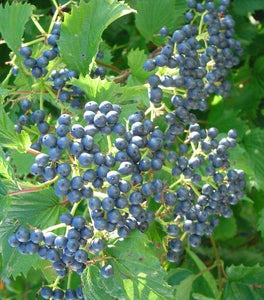 Arrowwood Viburnum