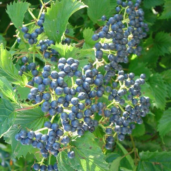 Viburnum Arrowwood Containing berries with the foliage's
