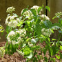 beautiful white blooms on arrowwood viburnum