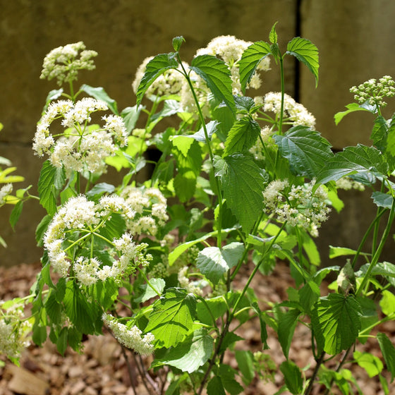 beautiful white blooms on arrowwood viburnum