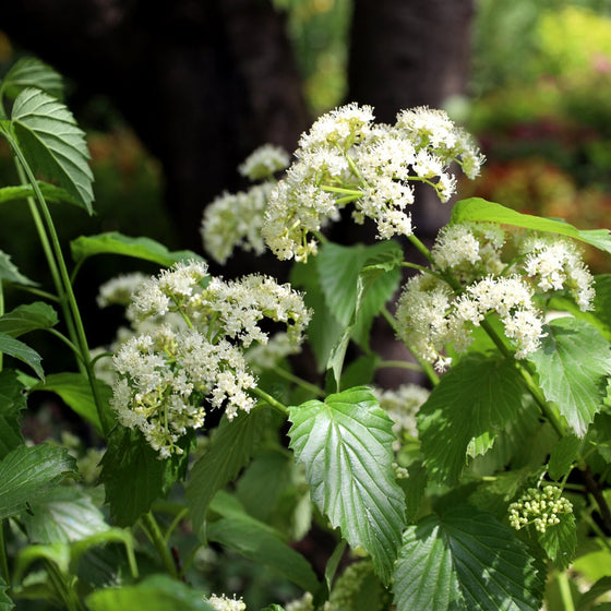 woodland garden plants