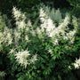Goatsbeard plant in the shade garden
