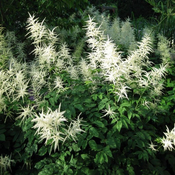 Goatsbeard plant in the shade garden