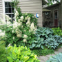 Aruncus flowering with hostas