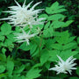 White flowers of Aruncus dioicus Goatsbeard